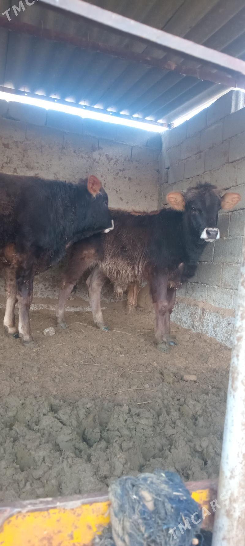 öküz tüwe - Анев - img 1