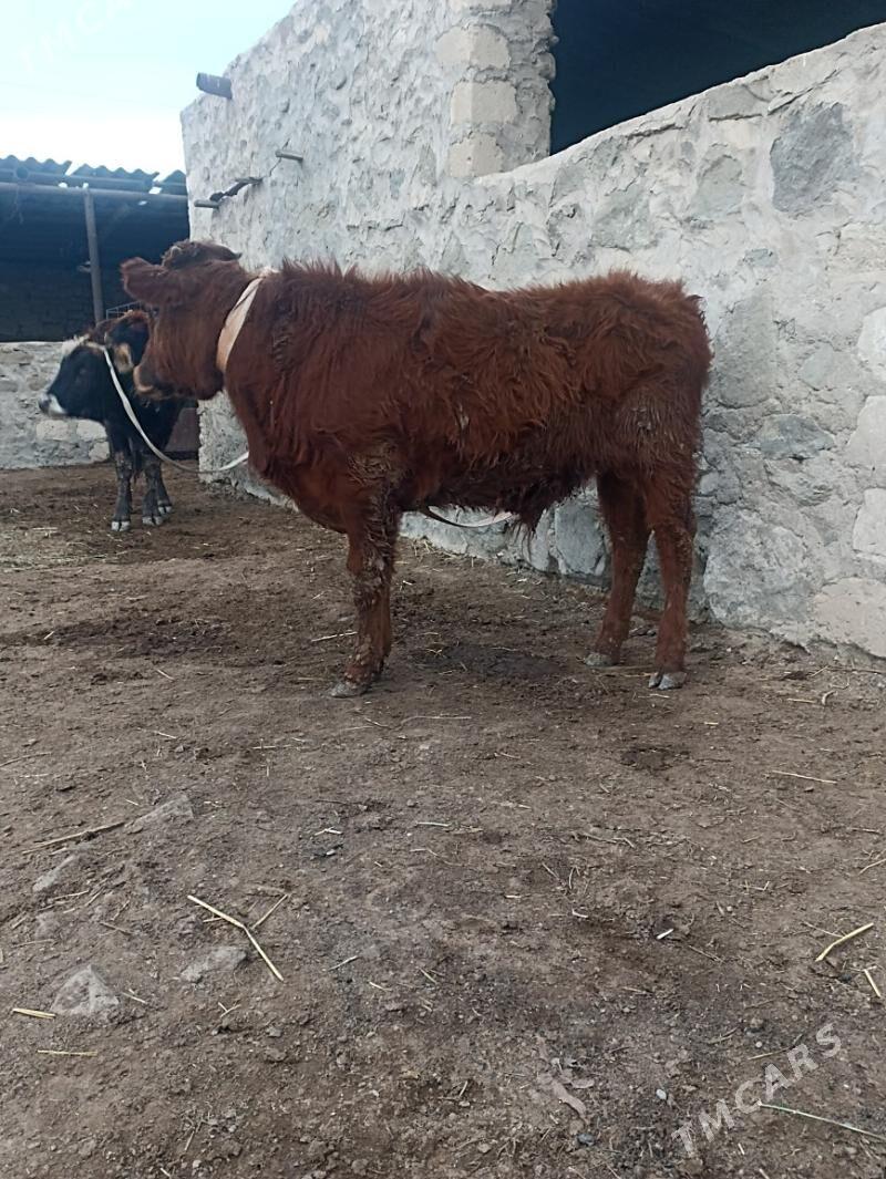 Okiz - Bereket - img 1