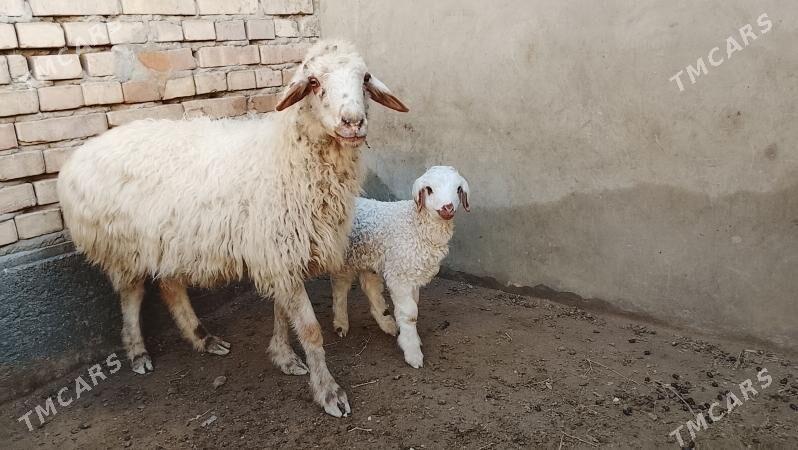 Guzly goýun - Bäherden - img 1