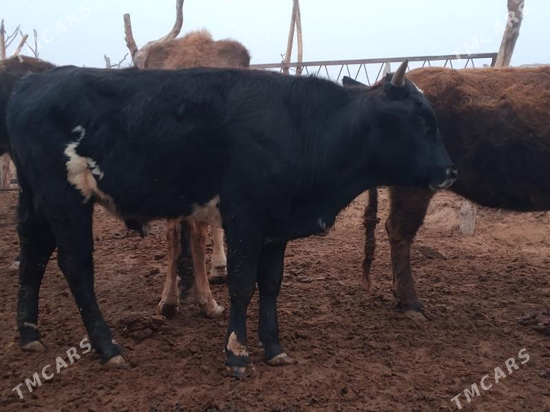 okuz - Бабадайхан - img 1