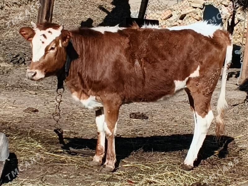 tüwe - Ашхабад - img 1