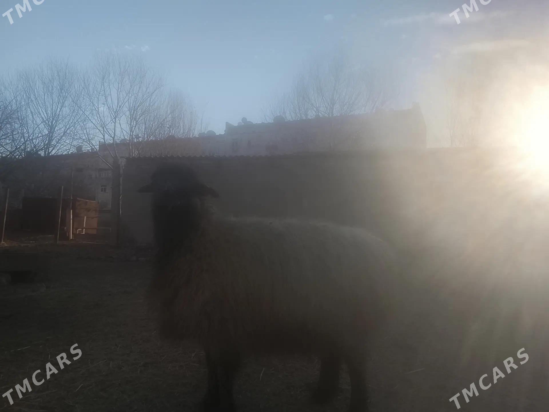 turkmen bogaz goyunlar - Mary - img 1