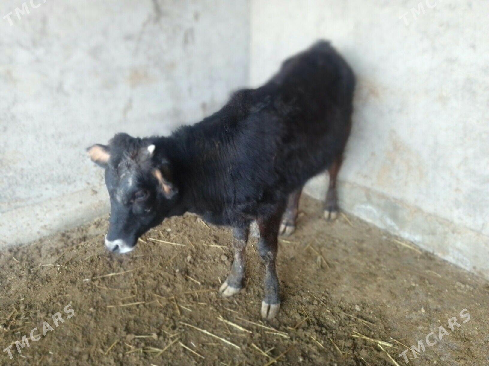 tuwe - Tejen - img 1