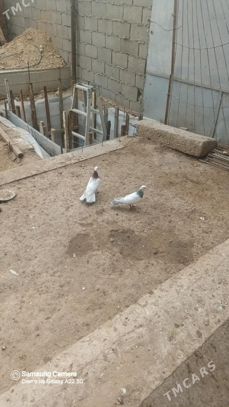 кепдери - Балканабат - img 1