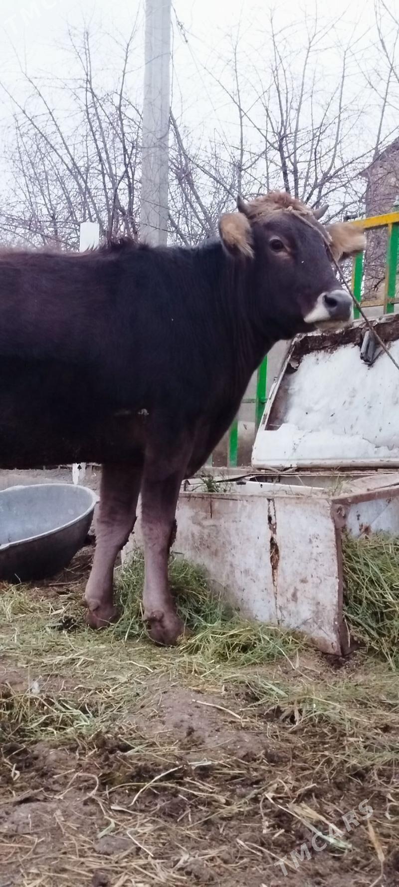 Tohum Şiwit tüwe sygyr - Бахарден - img 1