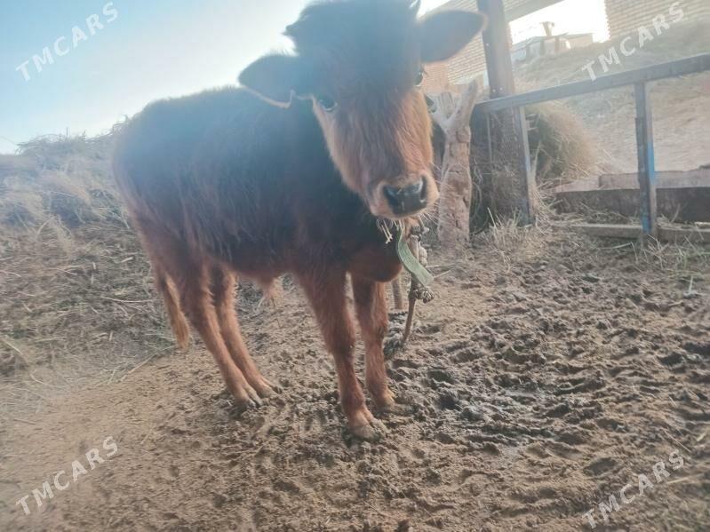 Õkùzçe - Бабадайхан - img 1