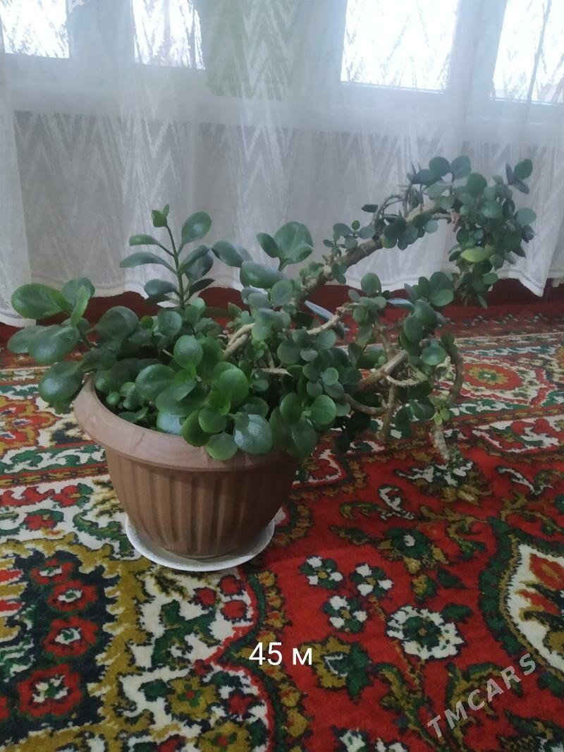 растения, цветы, guller - Mary - img 1