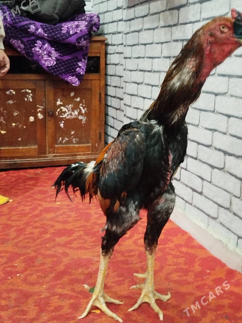 Baýes horaz - Туркменабат - img 1