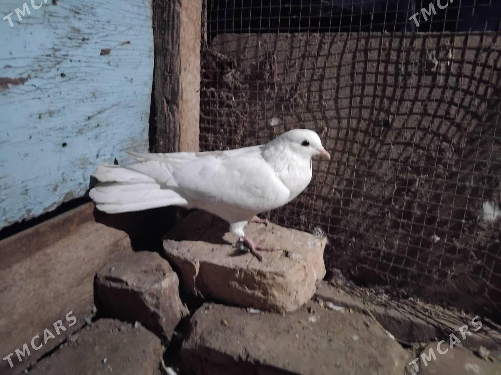 kepder - Türkmenabat - img 1