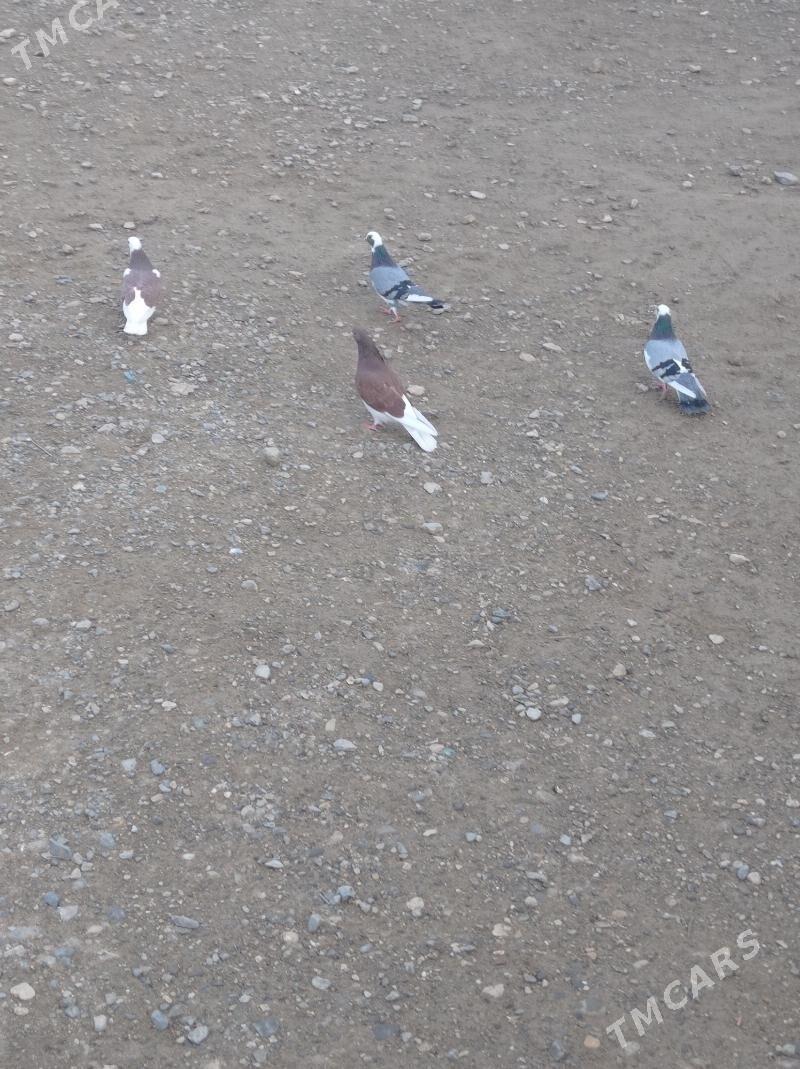 Kepderi - Gyzylarbat - img 1