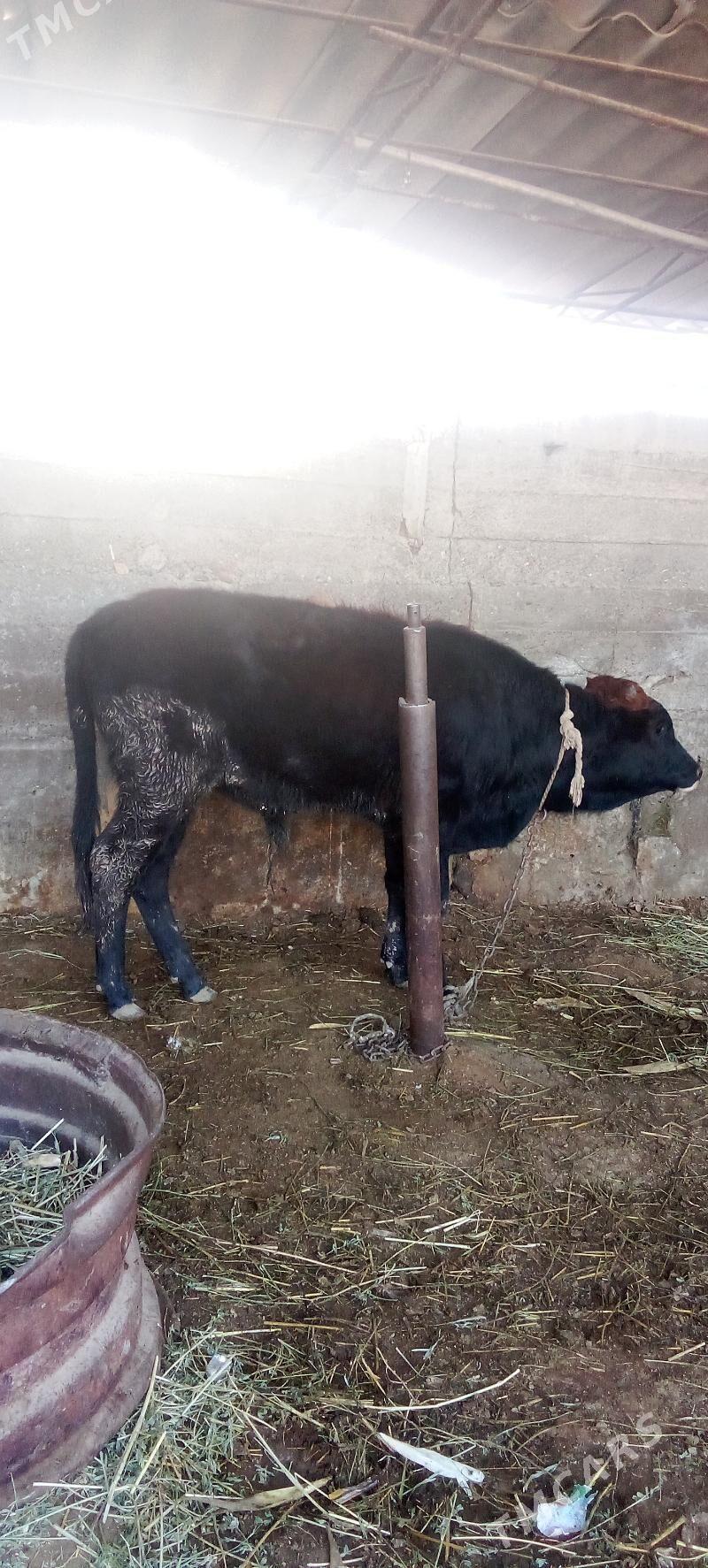 õküz - Яшлык - img 1