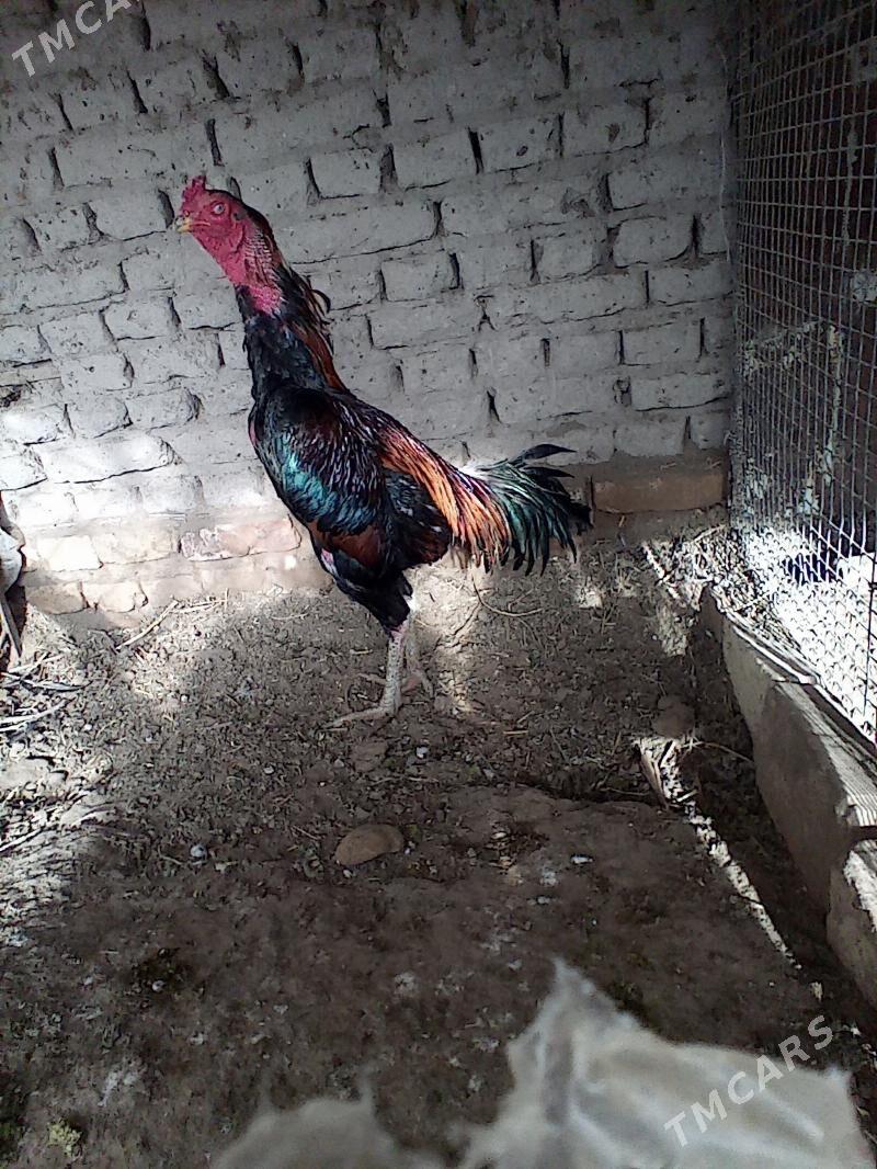 хораз - Гарабекевюл - img 1