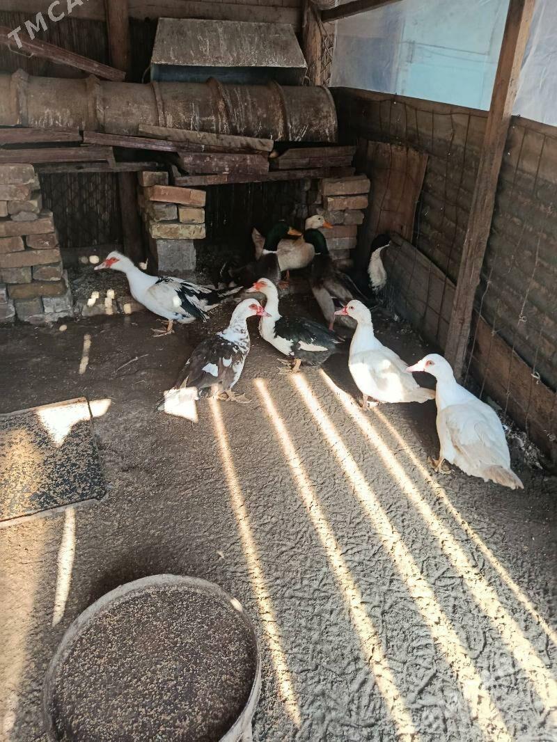 Sona yasyl bas ve Muskus. - Туркменабат - img 1