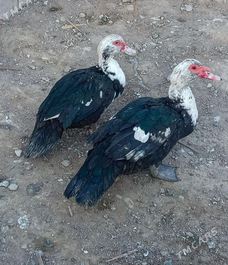 ördek indautka - Туркменбаши - img 1