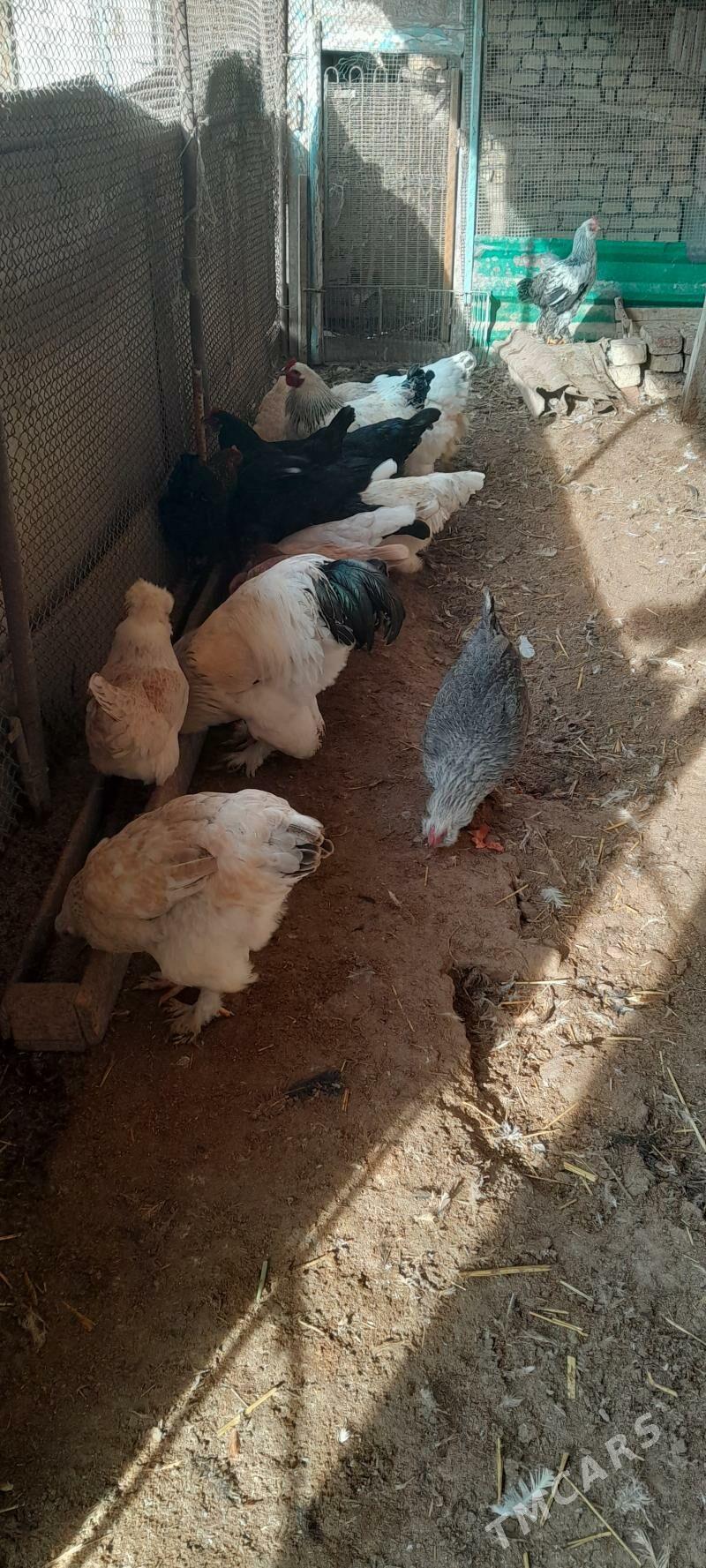 товук - Türkmenabat - img 1