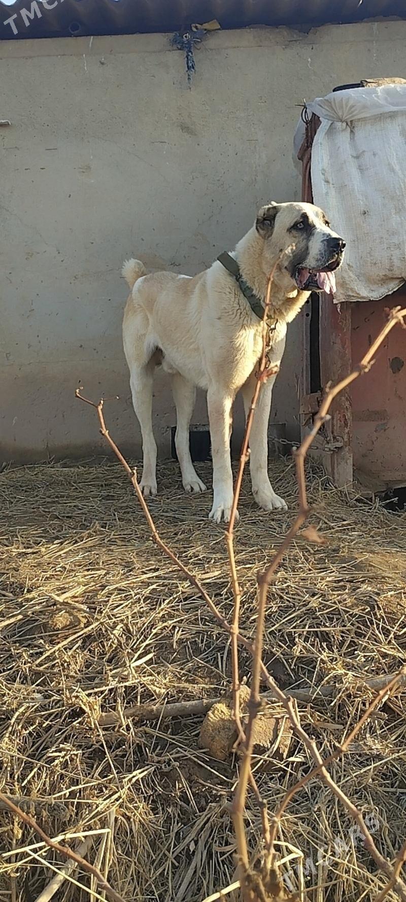 Aždar - Tejen - img 1