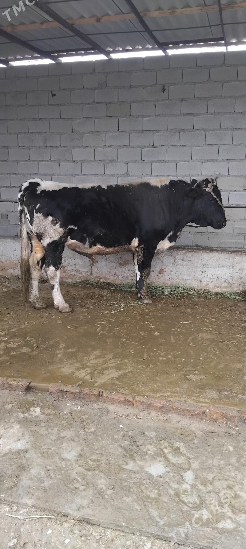 okuz - Бахарден - img 1