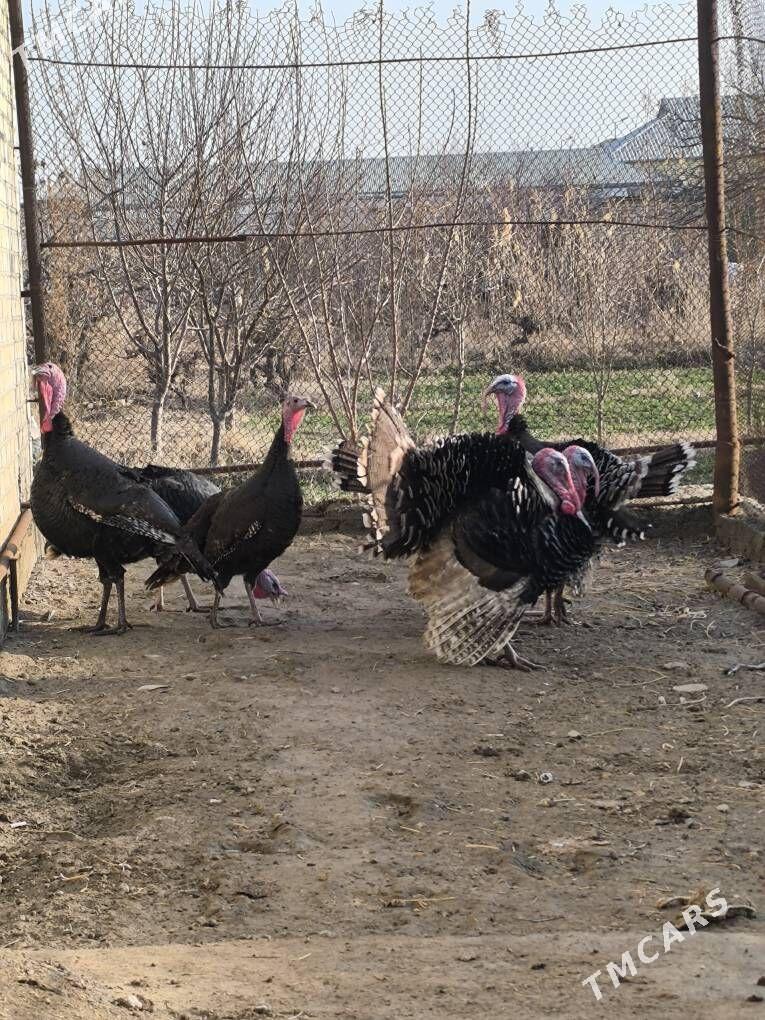 induk - Mary - img 1