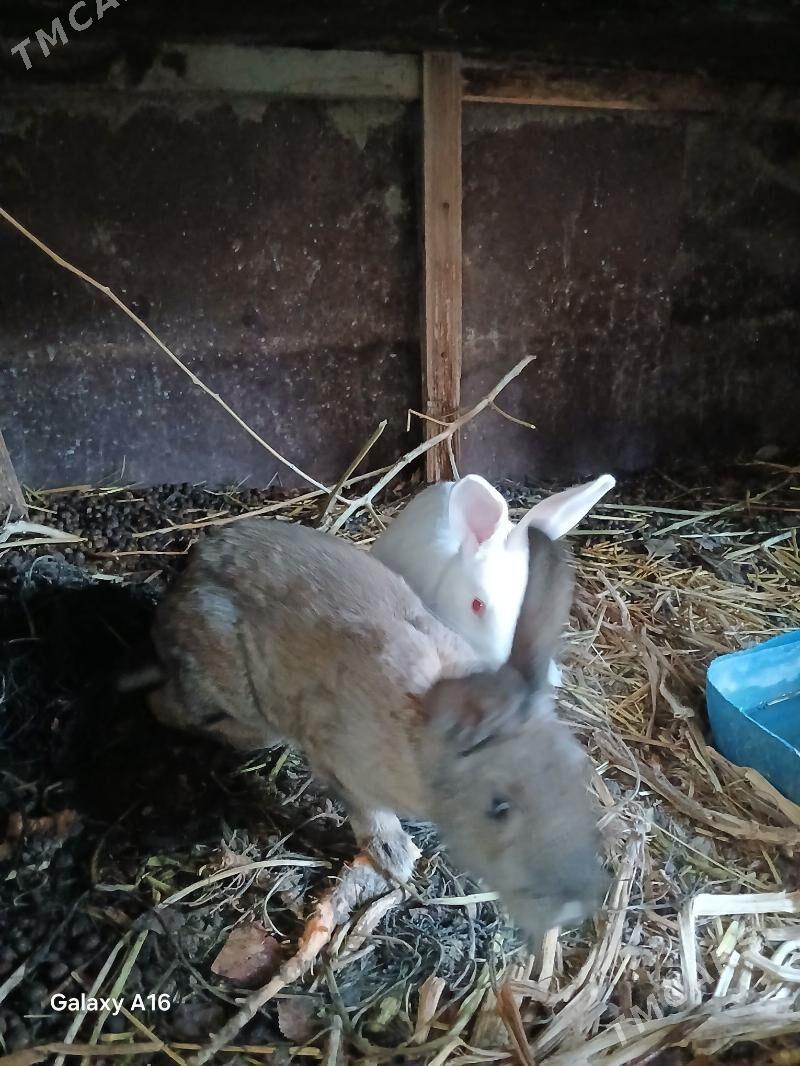 towsan - Бахарден - img 1