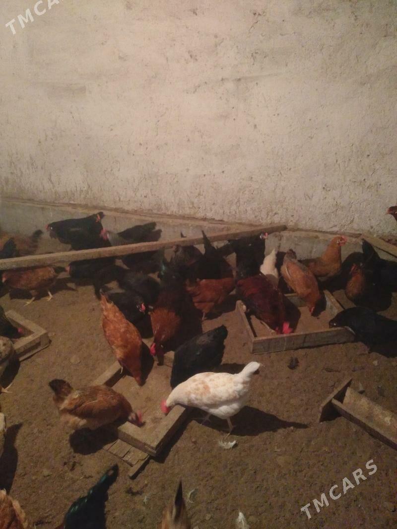 Towuk - Sakarçäge - img 1