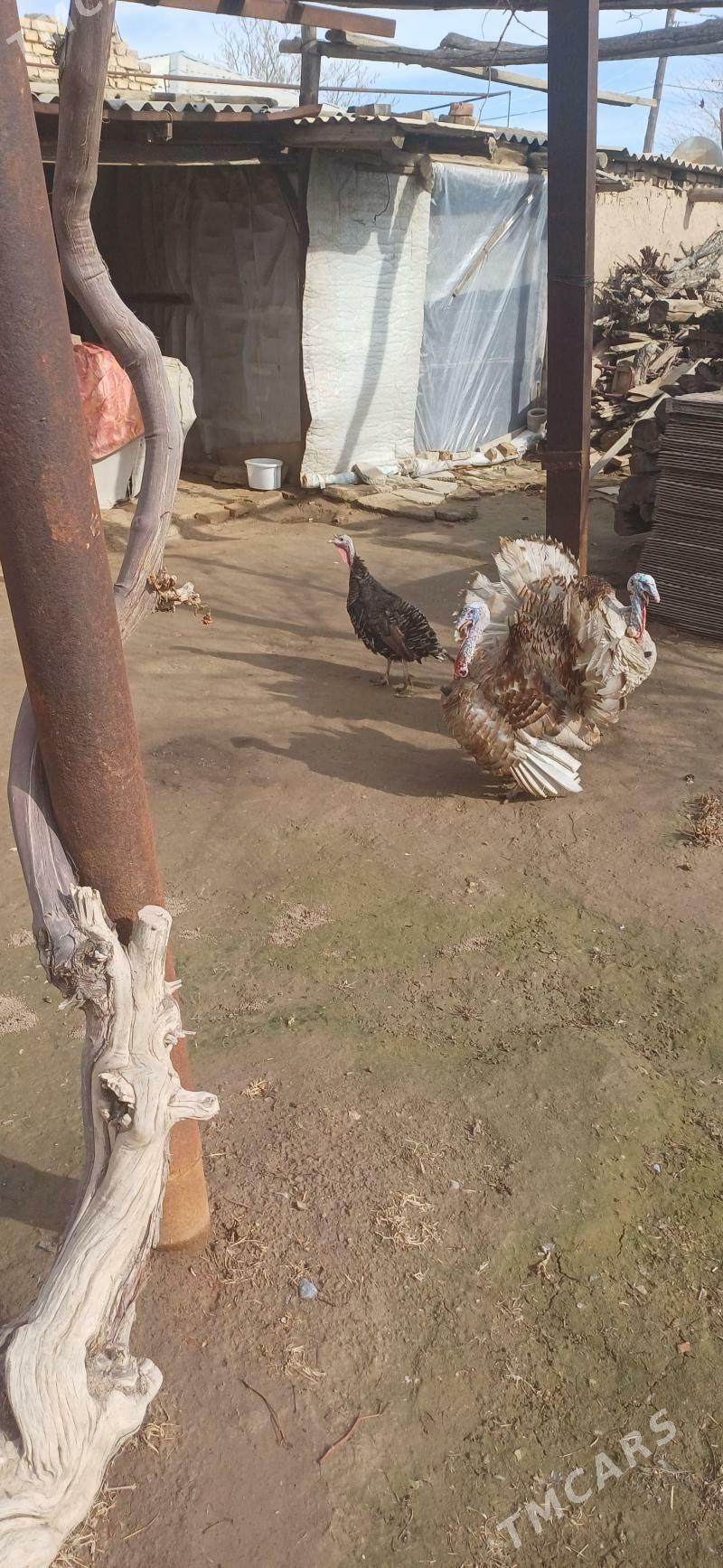 induk - Baýramaly - img 1