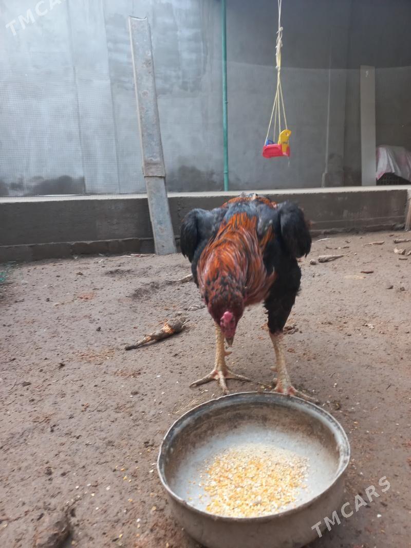 boycov - Türkmenabat - img 1