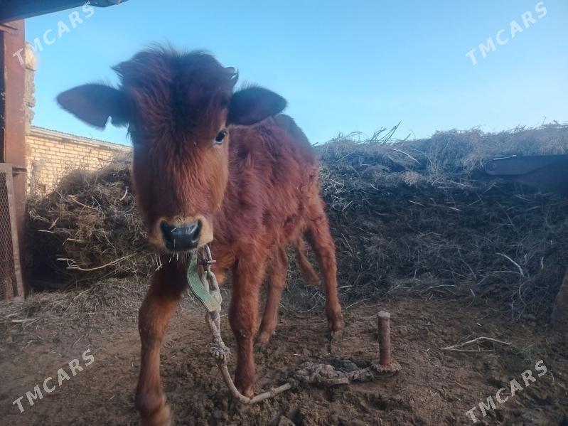 õkùzçe - Бабадайхан - img 1