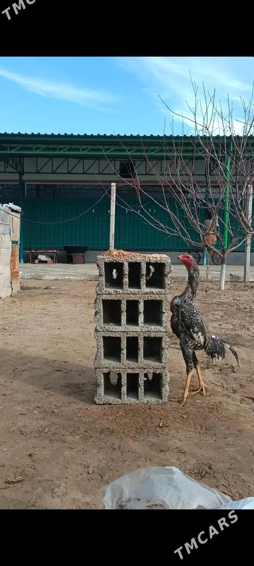 taskent - Ашхабад - img 1