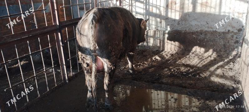 okuz - Гёкдепе - img 1