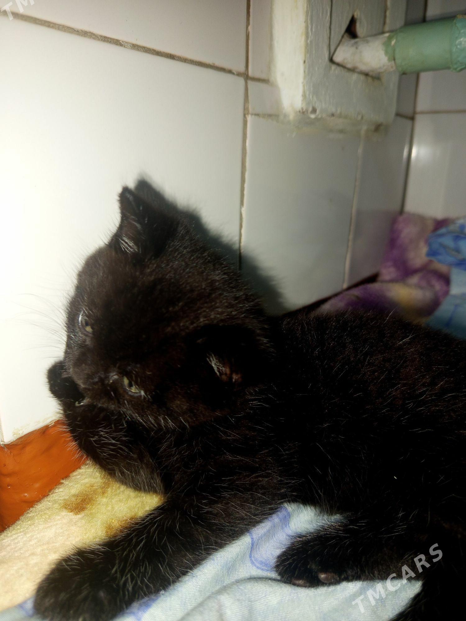 котята шотландские - Балканабат - img 1