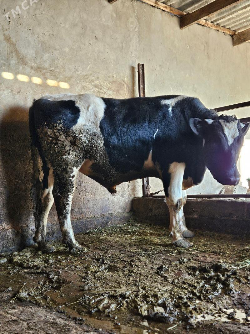 Golisdeyin okuz - Бузмеин - img 1