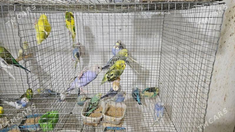 Papugay - Ашхабад - img 1