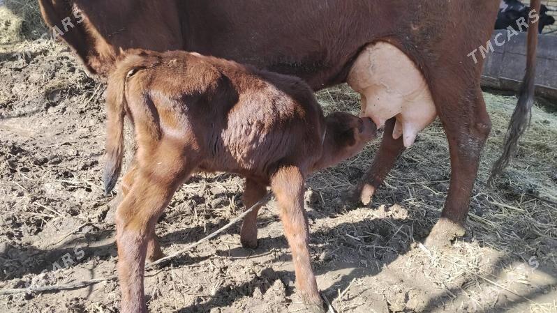 Goleli sygyr - Фарап - img 1