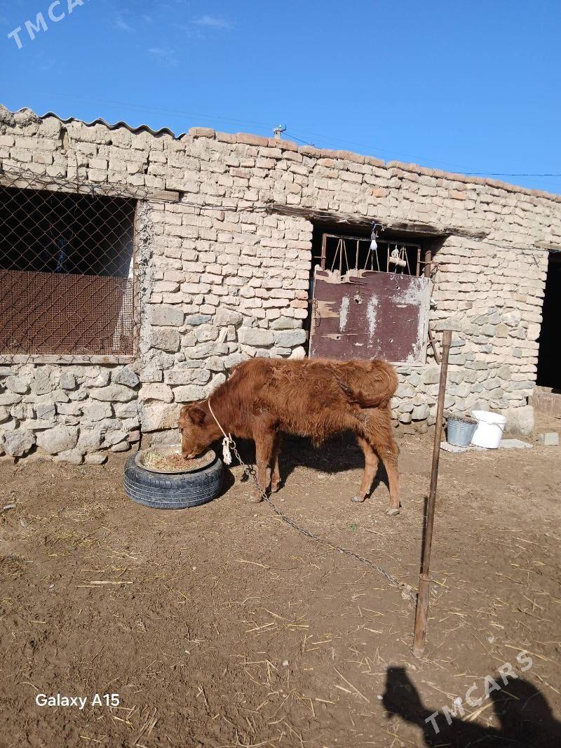 Öküz tuwe - Bäherden - img 1