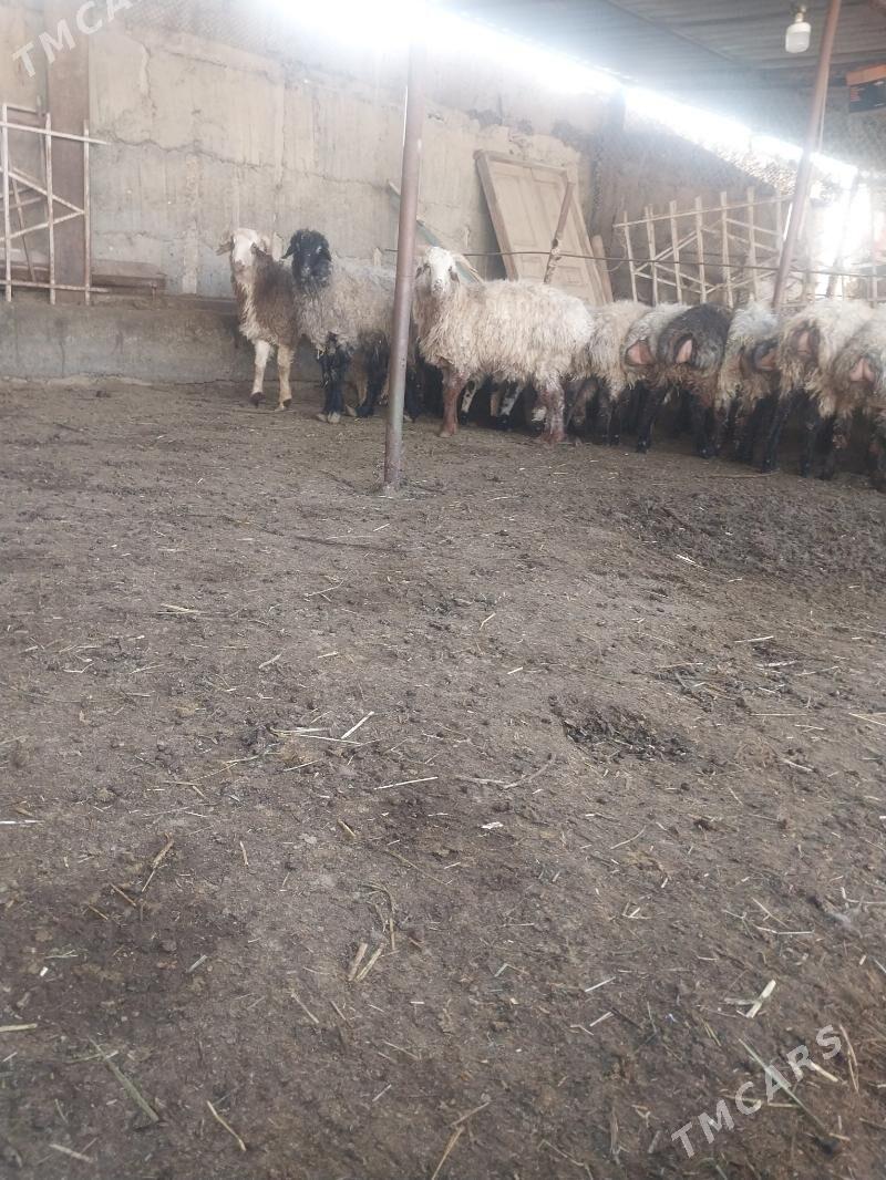 satlyk tokly - Gökdepe - img 1