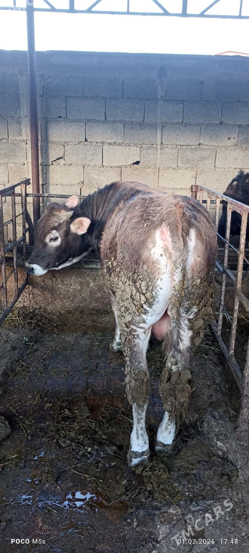 okuz. - Bäherden - img 1