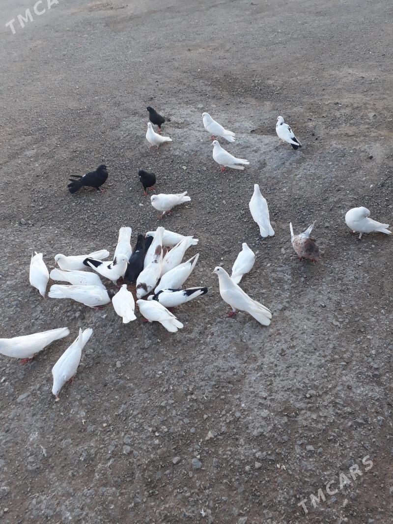 kepderler - Türkmenbaşy - img 1