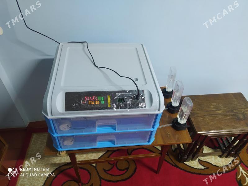 inkubator - Дашогуз - img 1