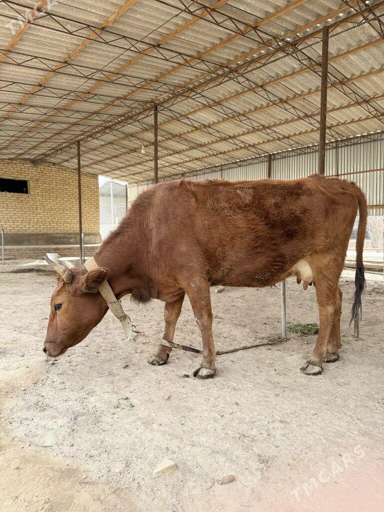 Богоз сыгыр - Türkmengala - img 1