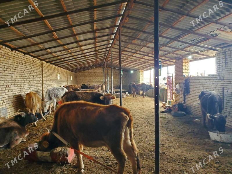 bogaz sygyrlar - Векильбазар - img 1