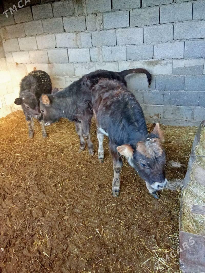 Gole - Гызыларбат - img 1