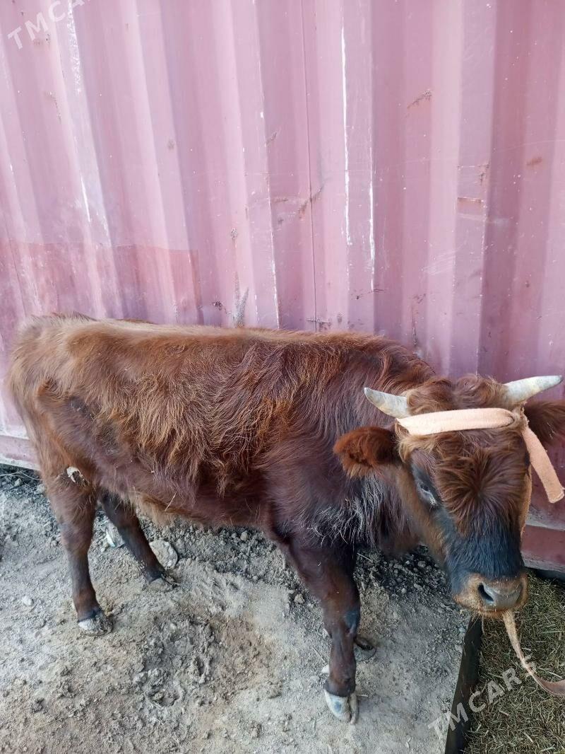 okuz - Türkmenbaşy - img 1