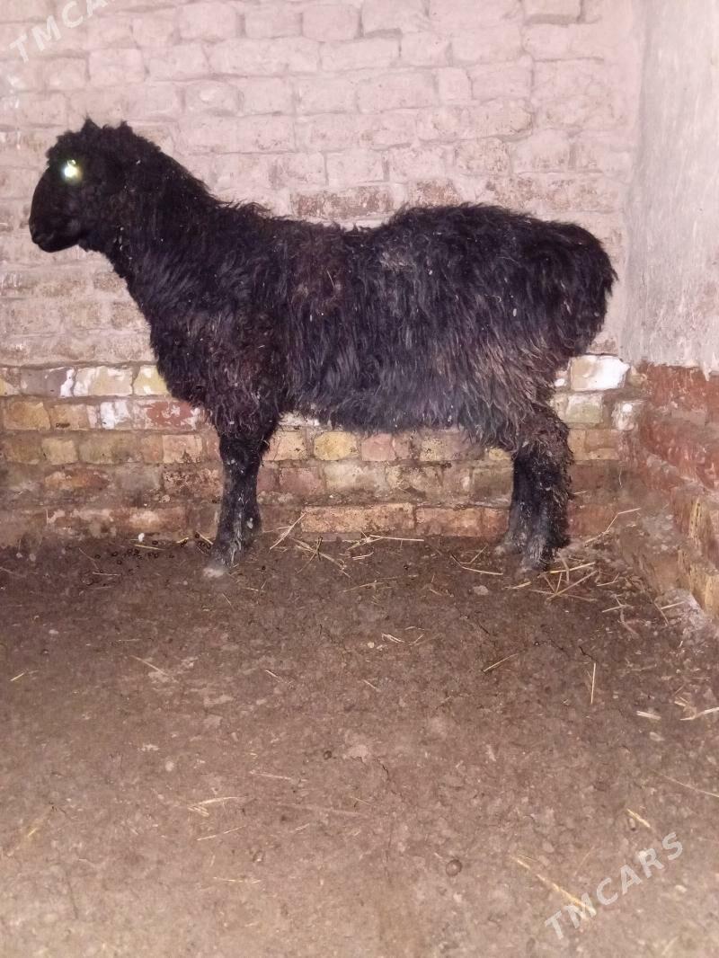 Tokly - Murgap - img 1