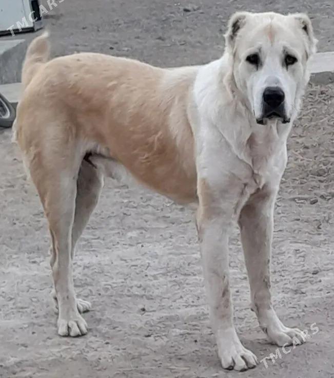 alabay - Bagyr - img 1