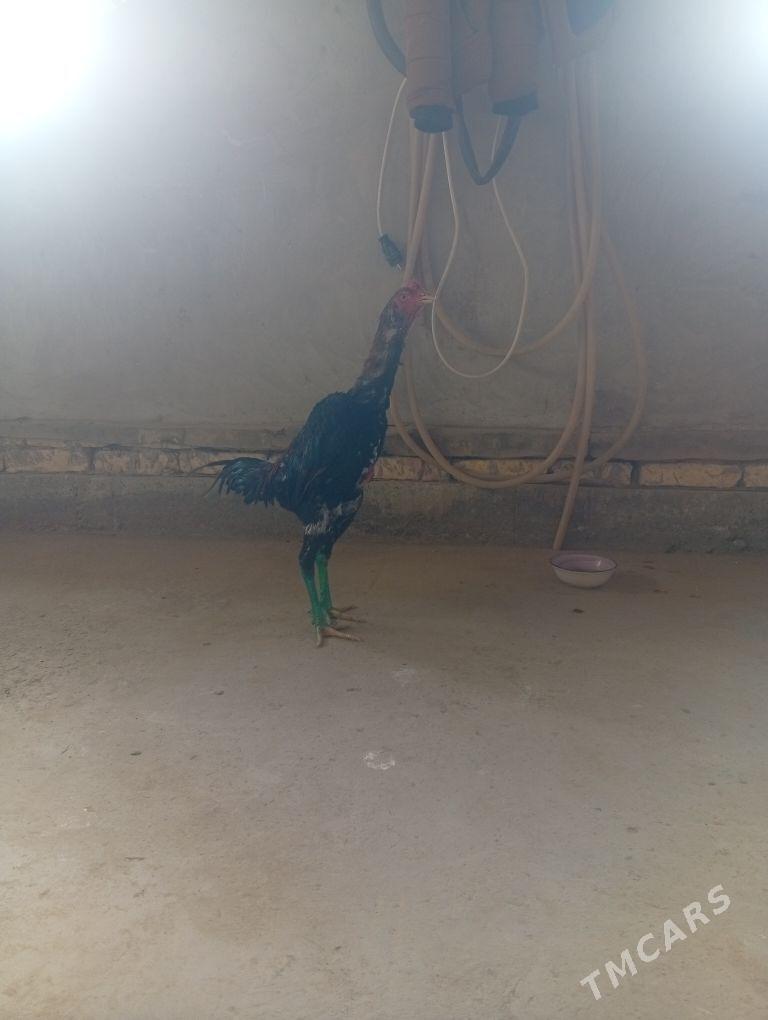 Horaz - Şabat etr. - img 1