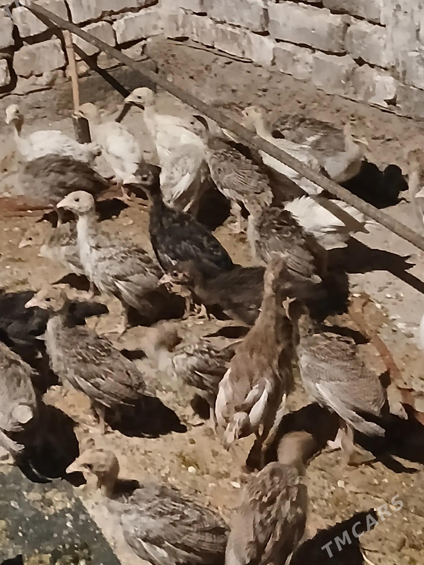 İnduk juyje - Tejen - img 1