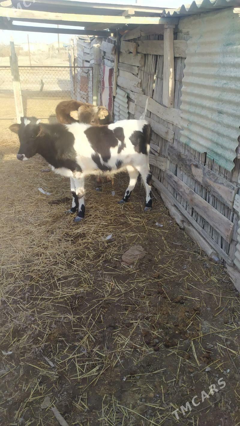 Okuzce - Etrek - img 1