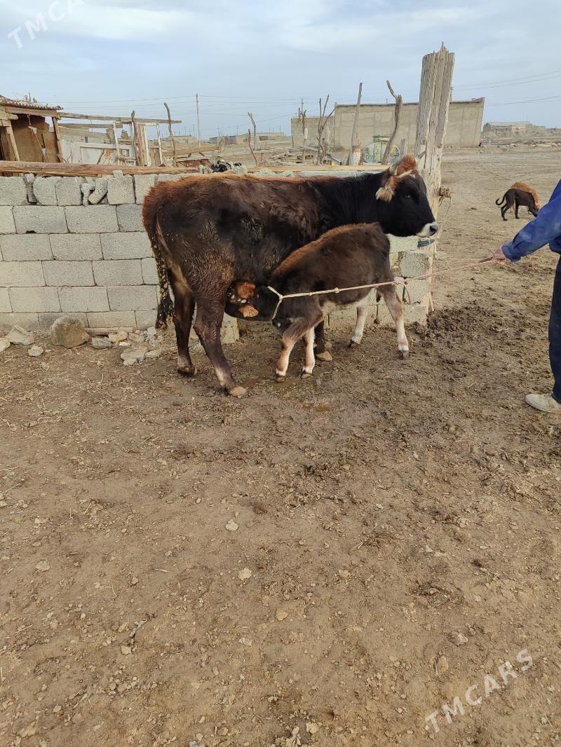 Göleli sygyr - Gyzylarbat - img 1