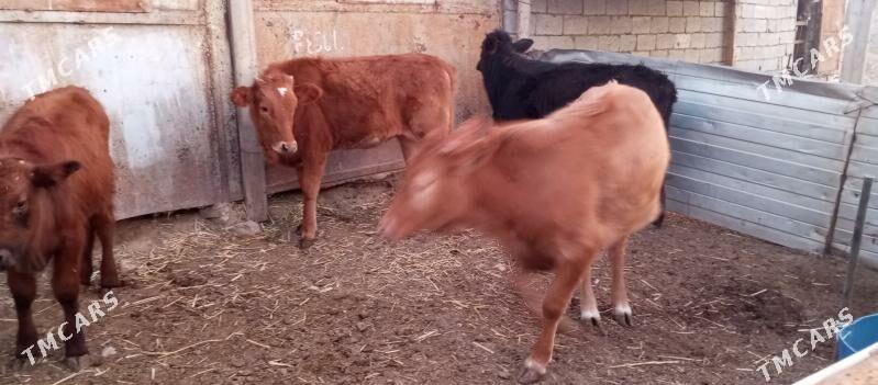 3gacar1 okiz - Balkanabat - img 1