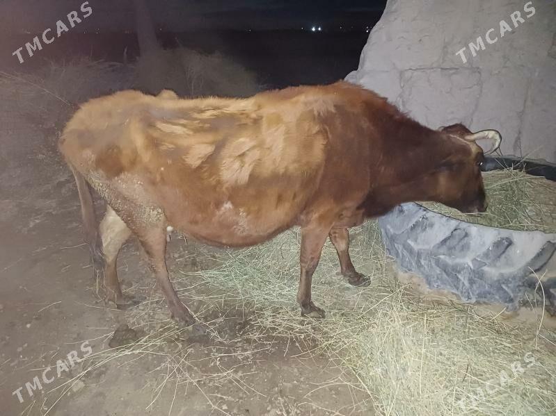 саглык сыгыр - Farap - img 1